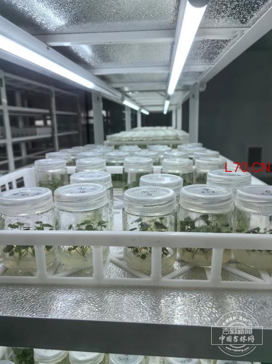兴业·强县·富民｜“大家吃到的丹东草莓，种苗很多来自我们吉林”